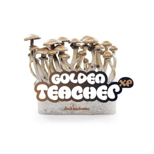Golden Teacher Mushrooms Grow Kit