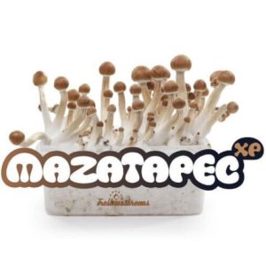 Mazatapec mushroom grow kit