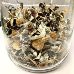 Psilocybe Azurescens