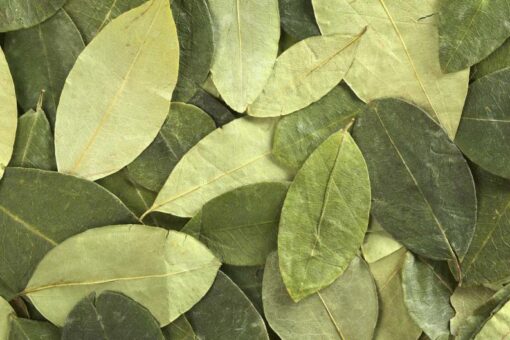 coca-leaves-peru