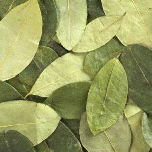 buy-coca-leaves